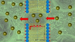 Mecanismo de transporte de la membrana celular [upl. by Einitsed]