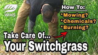 How To Maintain Switchgrass For Whitetails And Wildlife [upl. by Welch]