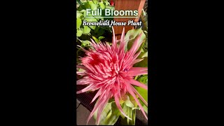 Bromeliad House Plant in Full Blooms [upl. by Evvy]