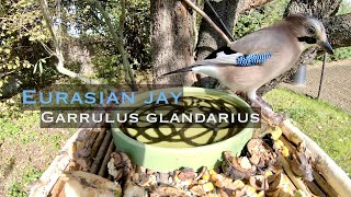 Listen to this Eurasian jay munching corn [upl. by Best280]