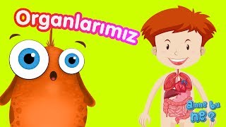 İç Organlarımız  Okul Öncesi Eğitici Animasyon  Anne Bu Ne [upl. by Sapphire443]