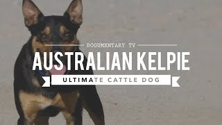 ALL ABOUT WORKING AUSTRALIAN KELPIES [upl. by Airdni288]