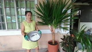 Planting Yucca Gigantea Part 4 [upl. by Nennek]