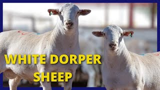 🔵 White Dorper Sheep  Glen Park Whites and Ultra Whites [upl. by Abdul510]