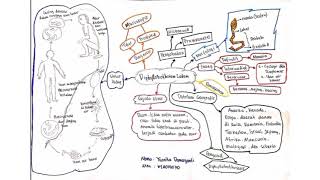 Diphyllobothrium Latum  Yusnita DamayantiK1A019070 [upl. by Yeung455]