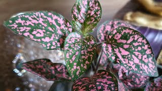 Hypoestes Pink Polka Dot Plant Care and Propagation [upl. by Niahs571]