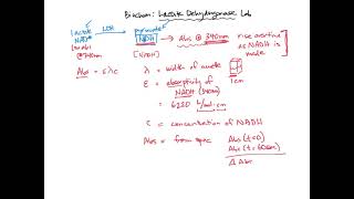 Calculating LDH activity  BIOL307 [upl. by Anelys839]