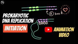 Prokaryotic DNA replication  Initiation [upl. by Ecad735]