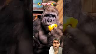 Very talented magic🤔🔥 funny monkey comedy trendingshortsyoutubeviralvideo [upl. by Aicined71]