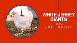 White Jersey Giant Chicken Breed Breeder Flock  Cackle Hatchery [upl. by Festus]