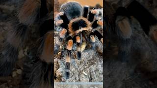 Mexican Redknee Tarantula Freshly molted tarantulasoftheworld tarantula shorts trending [upl. by Perloff523]