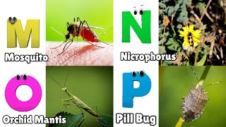 Insects ABC Song  Insects Alphabet Song  Phonics for Kids  Alphabet Letters [upl. by Alledi623]