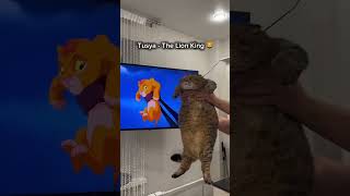 King cats cat cats catvideos funny king [upl. by Haisoj]