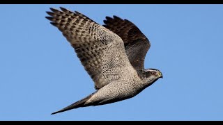 Wild GOSHAWK River HUNTING UK  Accipiter gentilis [upl. by Angelle]