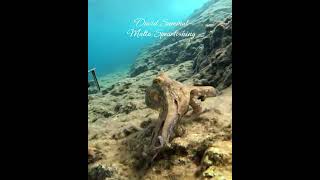 Playing with small octopus fishing diving octopus fish scubadiving pesca underwater scuba [upl. by Lenna]