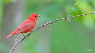 Summer Tanager [upl. by Aileme]