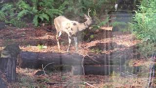 20241113 ForestLife Deer Buck visit Eudaemonius YourEveryDaySanta [upl. by Gyasi]