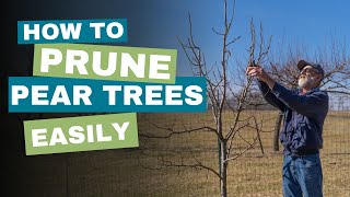 Prune a Pear Tree With These Easy Steps [upl. by Navarro572]