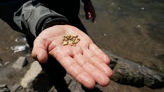 La Californie connaît une nouvelle ruée vers lor après les fortes pluies  AFP [upl. by Ferri91]