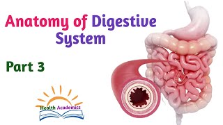 Anatomy of Digestive System Part 3 Informative Video with Amharic Speech [upl. by Nyllek]