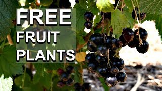 FREE Fruit Plants 2 EASY Ways To Take Cuttings Of Currant Bushes [upl. by Sil222]