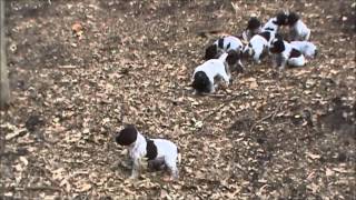 Bluestem Kennels Wirehaired Pointing Griffons quotGquot Litter at 5 weeks [upl. by Claire]