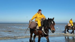 Tourism keeps traditional horseback shrimp fishing alive on Belgian coast  AFP [upl. by Novyar138]