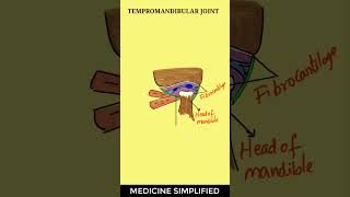 TMJ Anatomy  Temporomandibular Joint Anatomy  Jaw Joint Anatomy anatomy tmj [upl. by Rebmik]