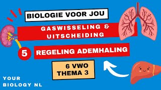 6 vwo  Gaswisseling amp Uitscheiding  5  Regeling ademhaling [upl. by Sletten464]