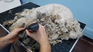 Grooming A Very Matted Dog Time Lapse [upl. by Lainey]