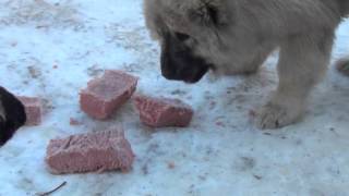 Puppies Caucasian Shepherd 4 months For Sale [upl. by Nospmoht]