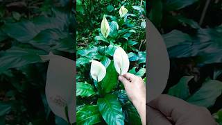 My Peace Lily or Spathiphyllum peacelily spathiphyllum flowers Imelda Ingram USA [upl. by Osrit183]