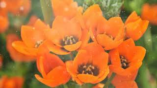 How to Grow Ornithogalum [upl. by Neehsas]