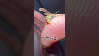 sei mai stato punto da una di loro 🐝 animali wild vespa massele selvatico [upl. by Atirat]