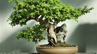 Indoor amp Outdoor Bonsai Trees [upl. by Katlaps]