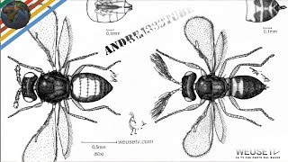 Malattie agrumi  Minatrice serpentina Phyllocnistis citrella Marco Beconcini trattamento agrumi [upl. by Yrrak]