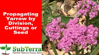 Propagating Yarrow Achillea Millefolium by Cutting and Division [upl. by Iorgos832]