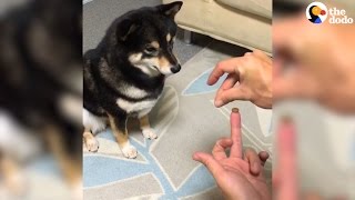 Dogs Mind Blown By Magic Trick  The Dodo [upl. by Earleen]