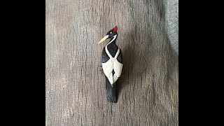 Ivory Billed Woodpecker Lives [upl. by Fessuoy807]