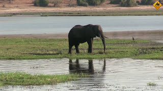 VISITO EL Parque Nacional de Chobe EN BOTSUANA  S6E15 VUELTA AL MUNDO EN MOTO CON CHARLY SINEWAN [upl. by Inessa]