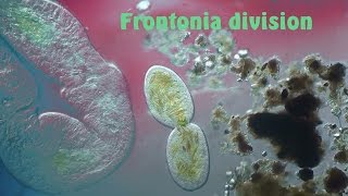 Frontonia scissiparité [upl. by Anelhtak918]