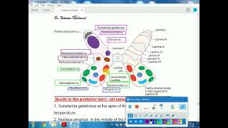 6 anatomy of spinal cord nuclei [upl. by Fan839]