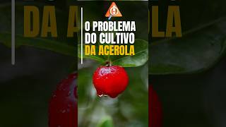 Cultivo de Acerola  Aprenda a Resolver Problemas no Cultivo [upl. by Annadiane]