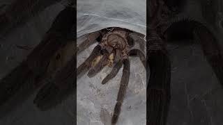 Australian Tarantula Phlogius Proserpine is quicker than most Thanks for watching Sub for more [upl. by Heise]