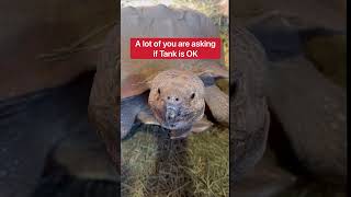 Does My Pet Tortoise Miss His Mate Who Died 🥺🐢 shorts tortoise [upl. by Clute]