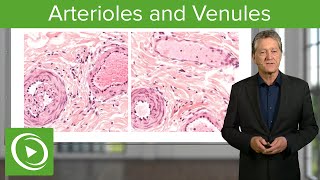 Arterioles amp Venules Main Differences – Histology  Lecturio [upl. by Sidnal]