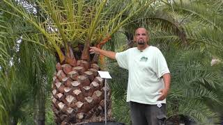 Canary Island Date Palm Care in North Florida [upl. by Nealy152]