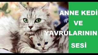 Anne Kedi ve Yavrularının Sesi [upl. by Wj]