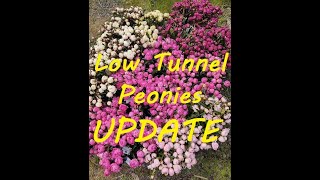 Growing Peonies in a Low Tunnel Update [upl. by Thetes]