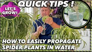 SPIDER PLANT PROPAGATION WATER METHOD [upl. by Hannover665]